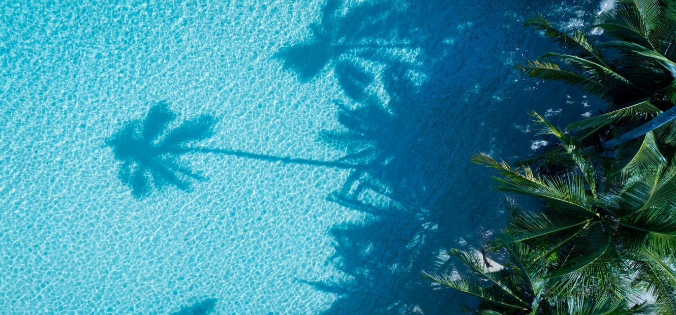 Palm trees and ocean